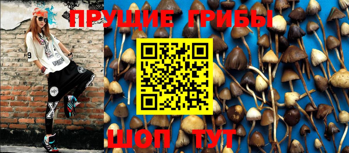 Псилоцибиновые грибы Psilocybe Истра